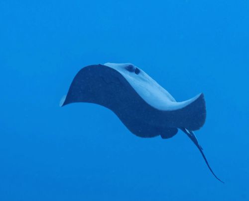 Stingray