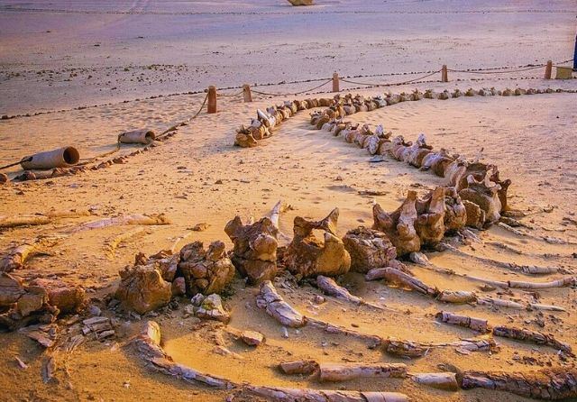 Wadi Al-Hitan (Whale Valley)